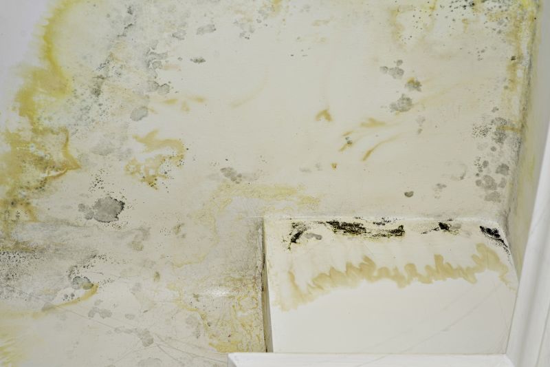 Basement Mold Removal in Frisco, TX