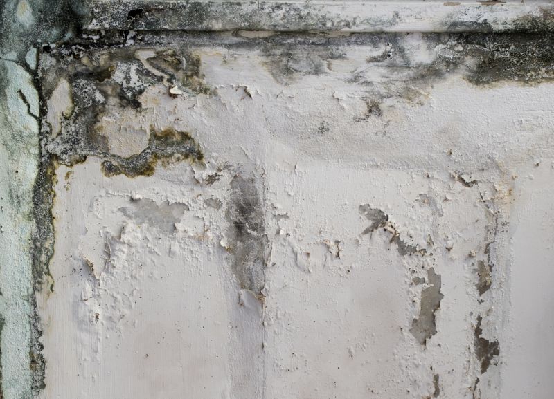 Basement Mold Removal in Fort Lauderdale, FL