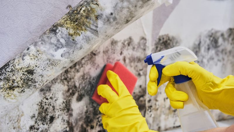 Black Mold Remediation in Bergen County, NJ