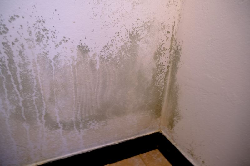 Mold Abatement Service in Fort Lauderdale, FL