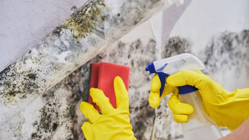 Mold Remediation Service in Frisco, TX