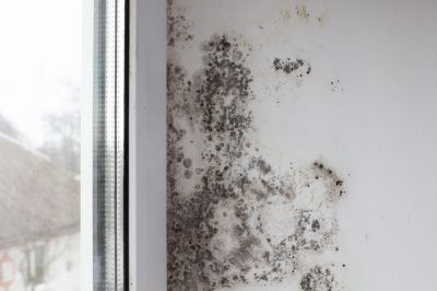 White Mold Mitigation in Frisco, TX