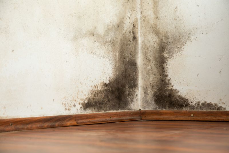 Reduce Allergy Symptoms With Professional Mold Mitigation Service!